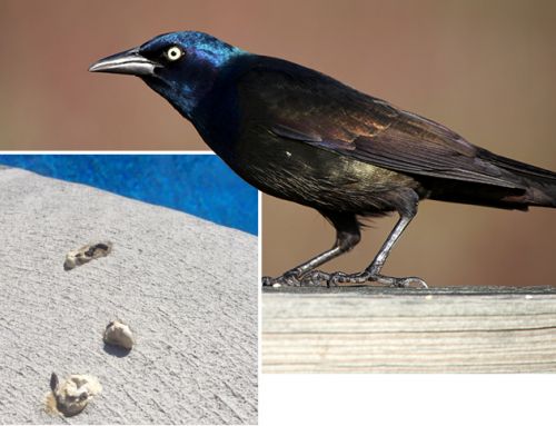 Got Grackles? 4 Ideas to Help Keep Pool Areas Clear of Nuisance Birds