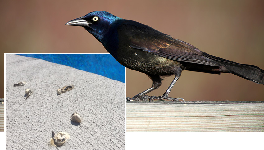 Grackle Droppings