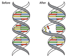 clearray-dna-before-and-after-gif