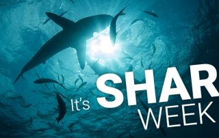 Shark Week Image
