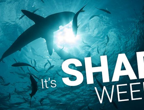 It’s SHARK WEEK at The Pool Shoppe: July 8 to 14, 2024